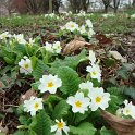 Primula vulgaris